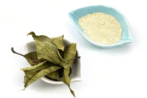 Why US Buyers Choose China for Mango Leaf Extract?